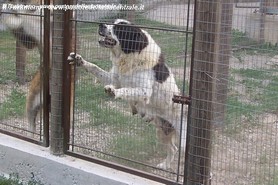 Orsa nel lavoro di guardia